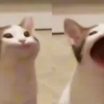 https //popcat.click hack Automatic Popcat com Thai
