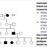 Xhxh Genotype Shows (2022) Everything You Need To Know About!
