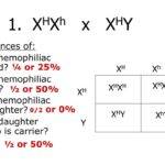 Xhxh Hemophilia X (2022) Get Complete Details!