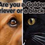 Are You A Or Am I A Black Cat Or Golden Retriever Quiz & Test!