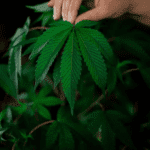 6 Important Facts To Know About The Shelf Life Of Boss OG Strain