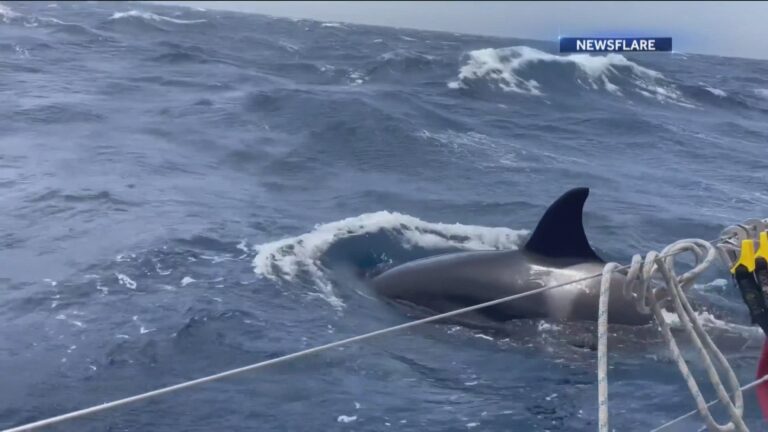 Orca Whales Attacking Boats