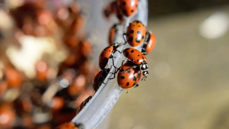 Why Are There So Many Ladybugs