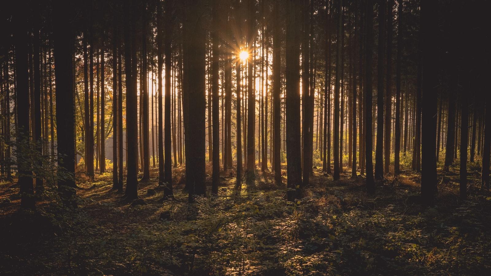 Discovering​ the Delightful⁣ Secrets of www.gget.site: A Journey of Wonders