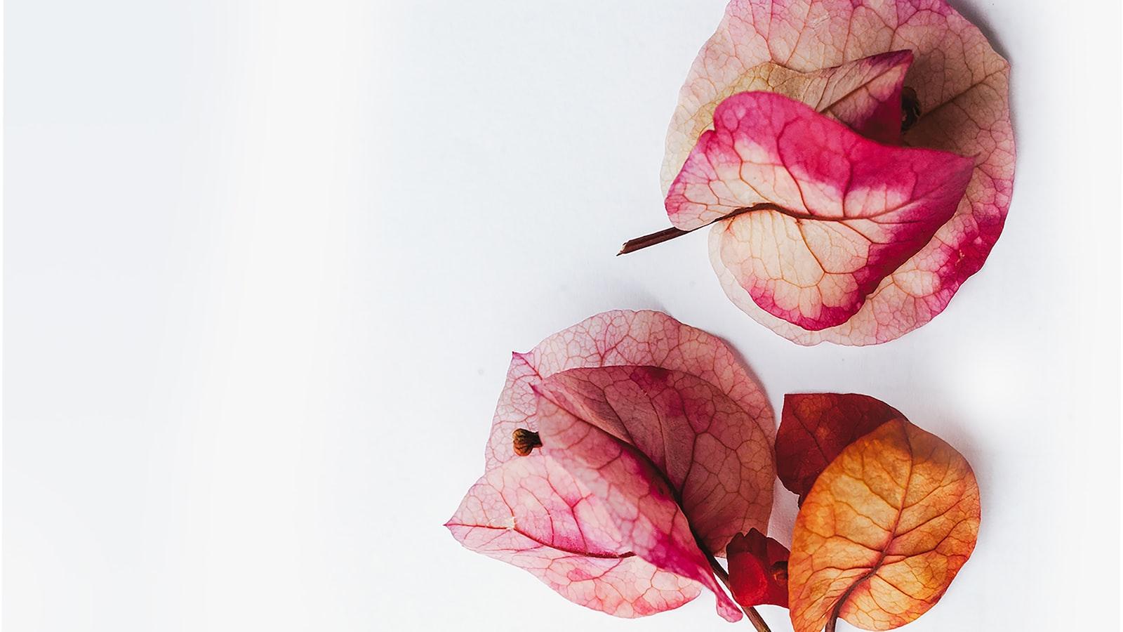 2. Evaluating Robux Gifting Platforms: Identifying Valid Free Robux Opportunities for Your Child