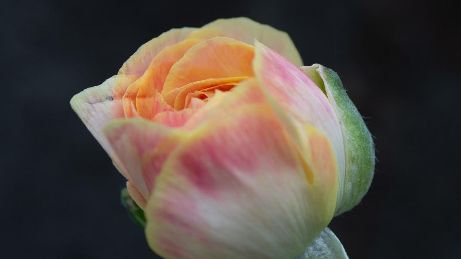 Introduction: The Skybound Odyssey and its​ Mysterious⁢ Encounter