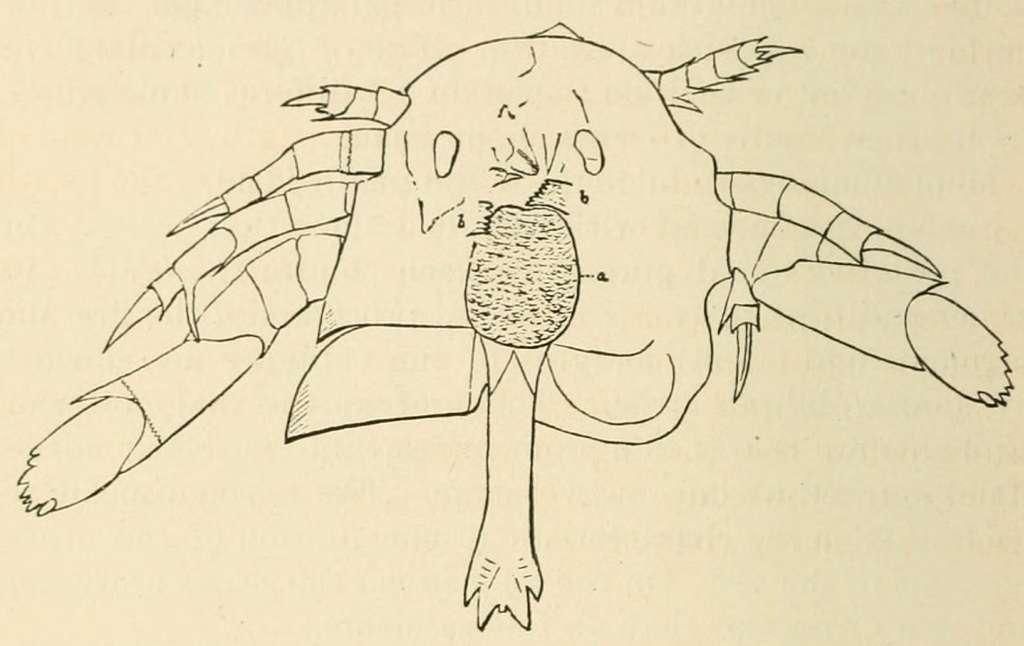 Exploring the Innovative Biocontrol Techniques​ Offered by⁣ 