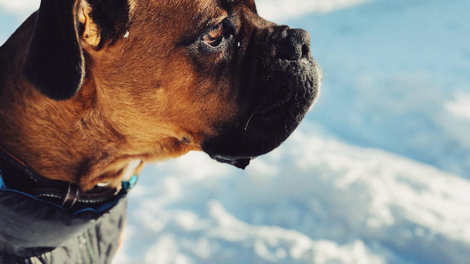 Stay Ahead of the Game: How lmc8.4 APK Keeps You Connected to the Latest Entertainment Options