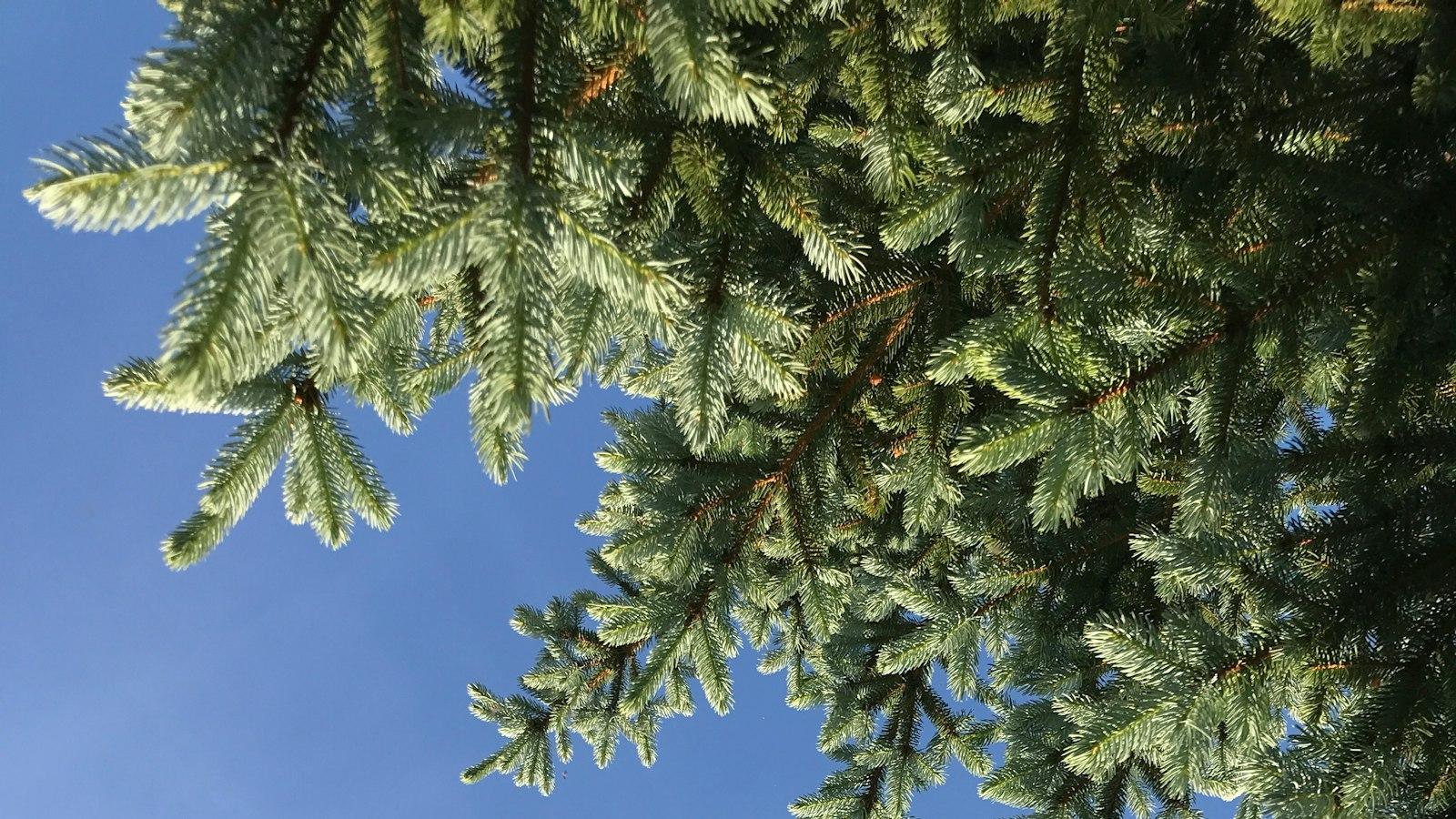 Unlocking the Potential of‌ Beauty Queens: Maximizing Opportunities Through WatchMissAmerica.com