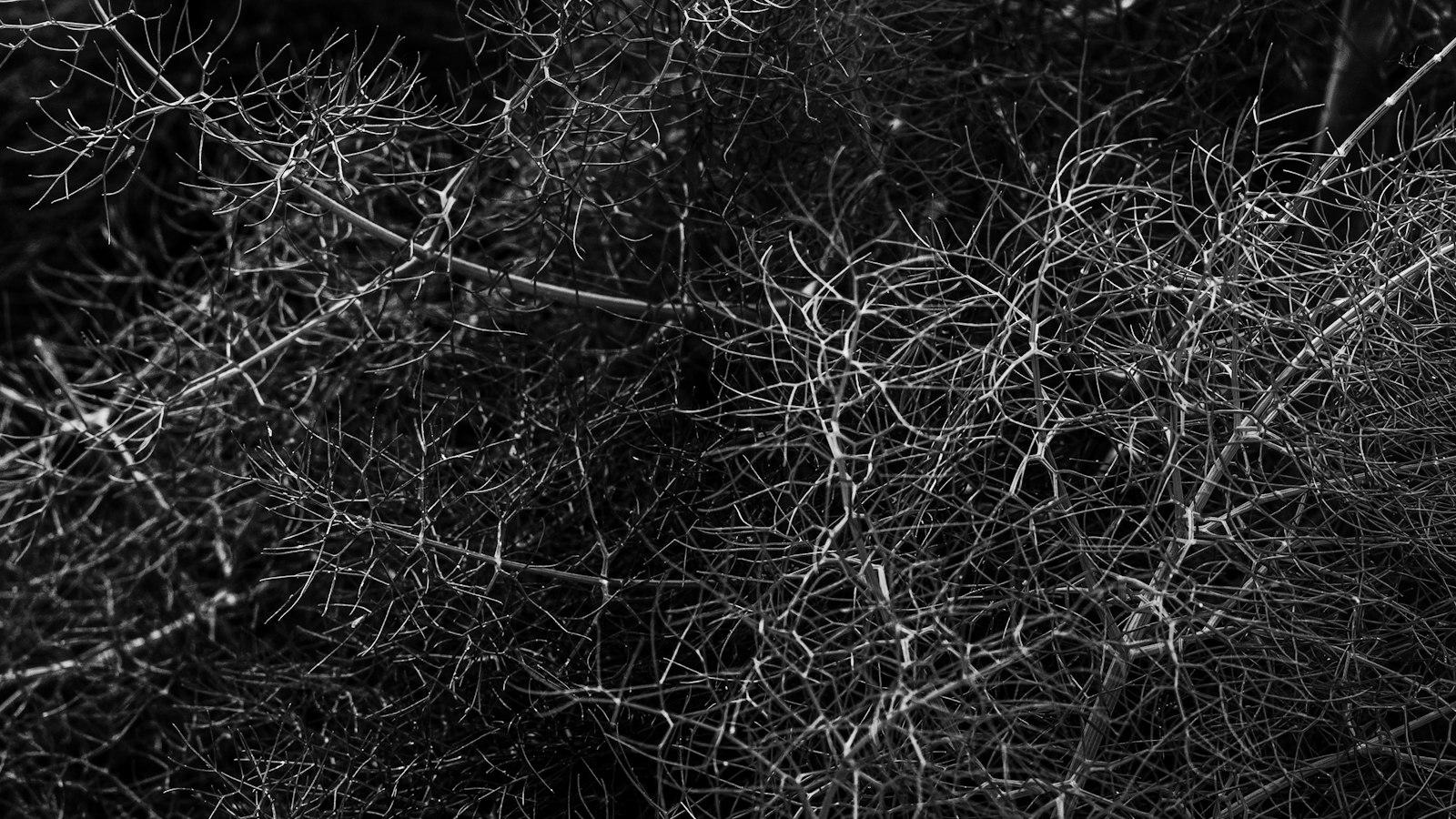 Ensuring ⁢Optimal ⁢Oral Health: Exploring the Benefits of Yourdentalplan.com