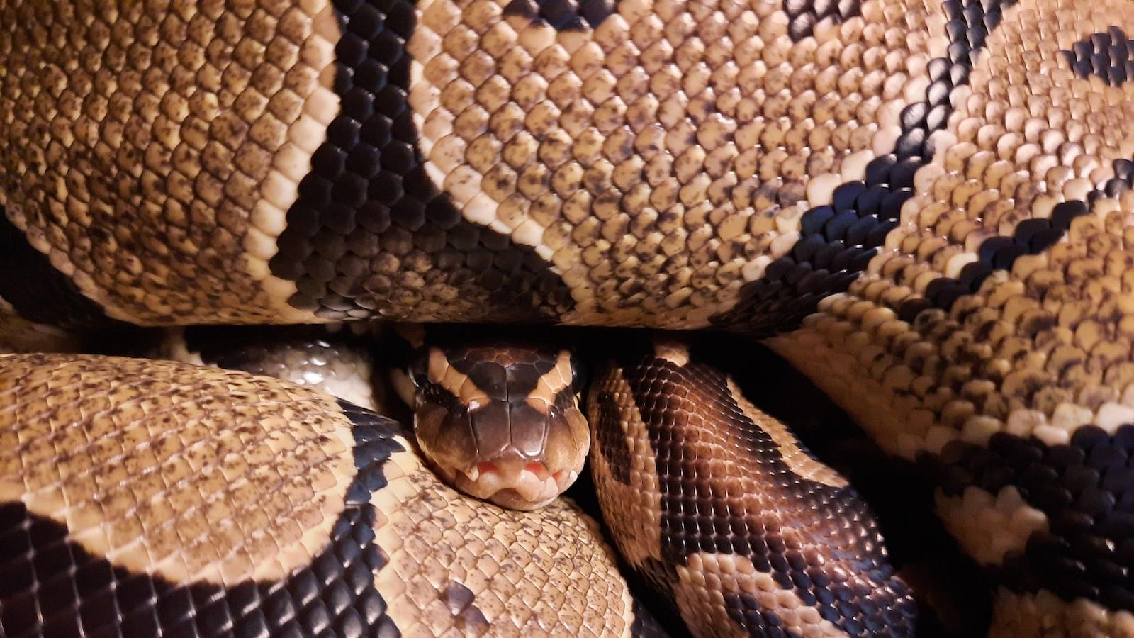 Harnessing the Power of Social Media: Secrets to Digital Financial Enlightenment