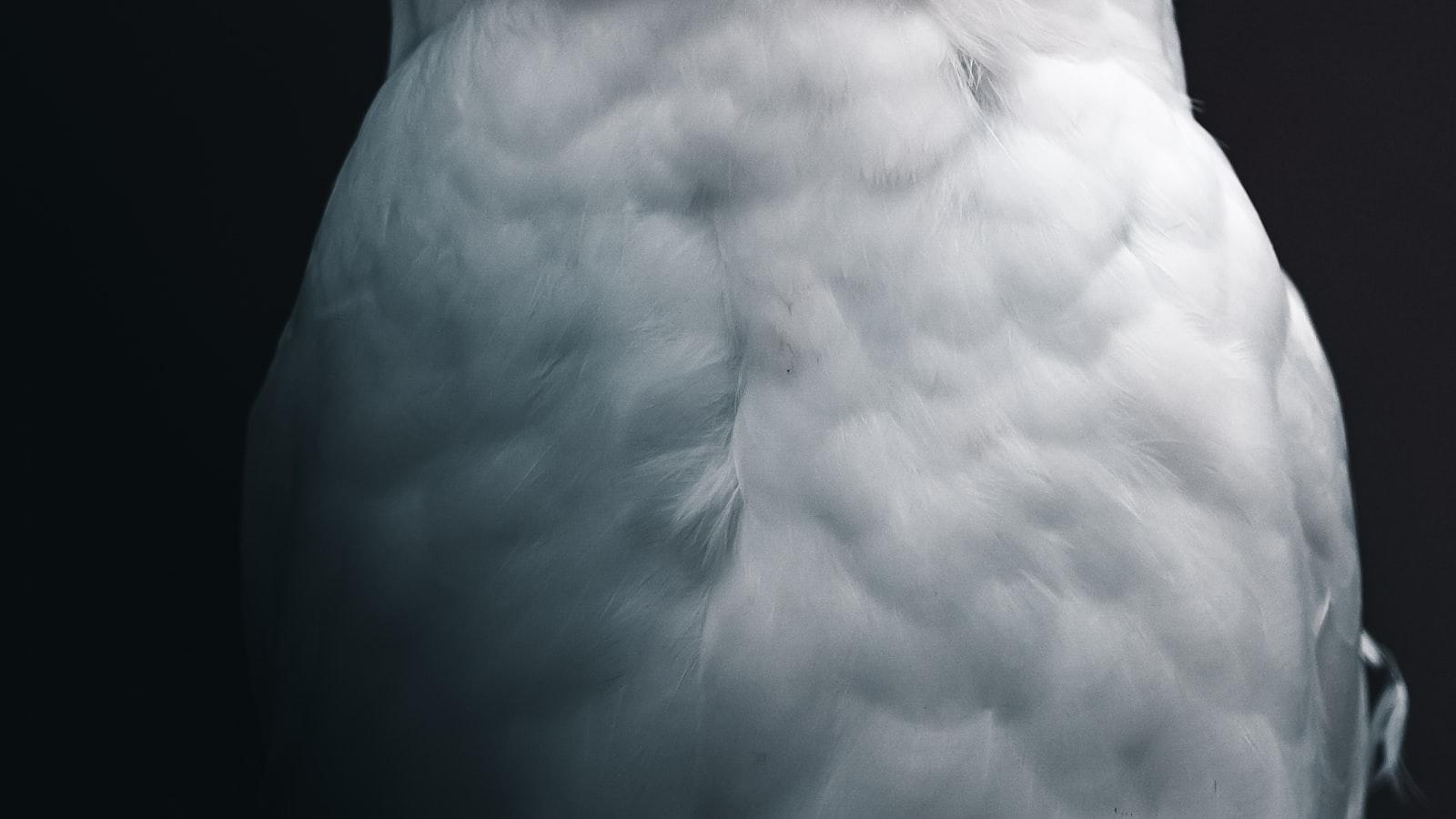 The Silent Threat: Unraveling the h5n1 Bird Flu Virus