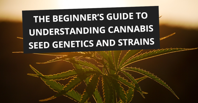 The Beginners Guide to Understanding Cannabis Seed Genetics and Strains