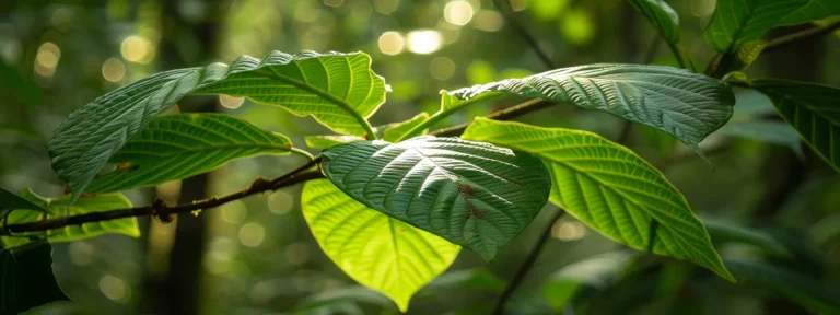 White Hulu Kratom A Closer Look at Its Effects and Uses