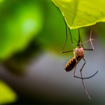 Eastern Equine Encephalitis Explained: What You Need to Know About the Mosquito-Borne Virus