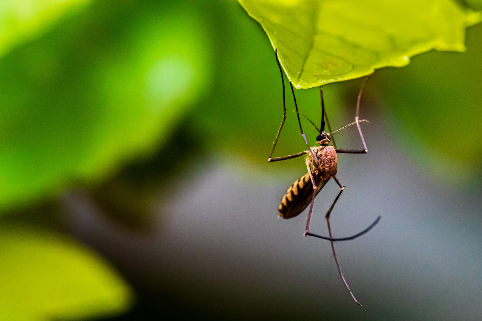 Eastern Equine Encephalitis Explained: What You Need to Know About the Mosquito-Borne Virus
