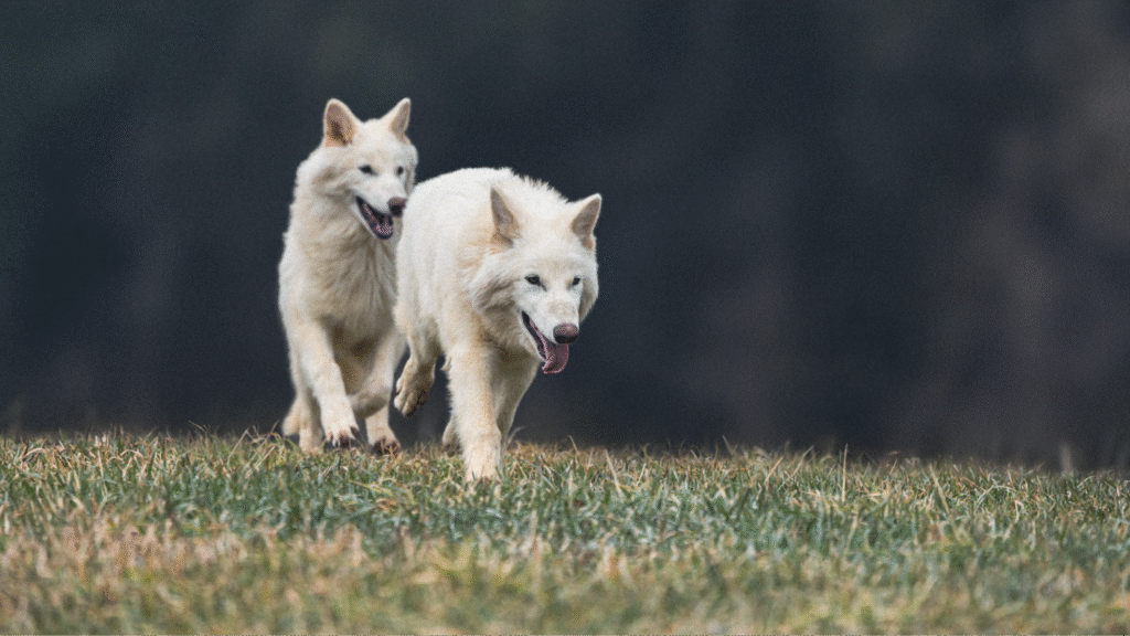 How Colossal Ensures Welfare for De Extinct Dire Wolves